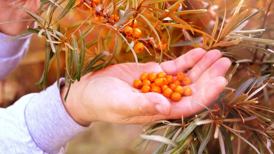 Rakytník řešetlákový (Hippophae rhamnoides)