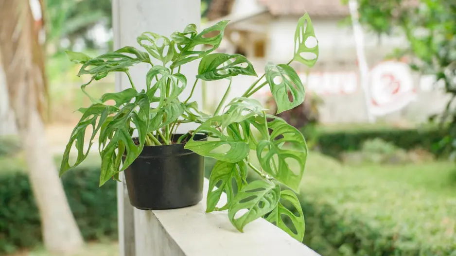 Monstera adansonii