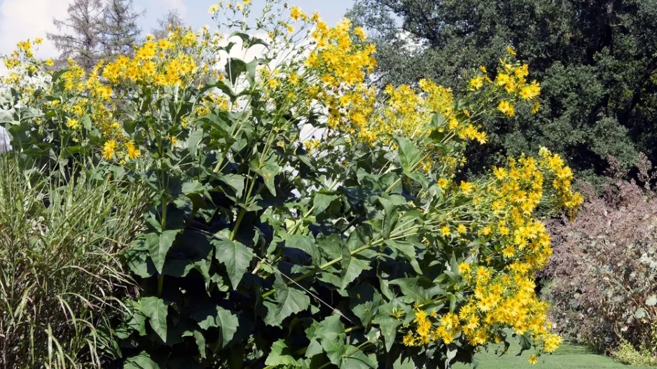 Mužák prorostlý (Silphium perfoliatum) 