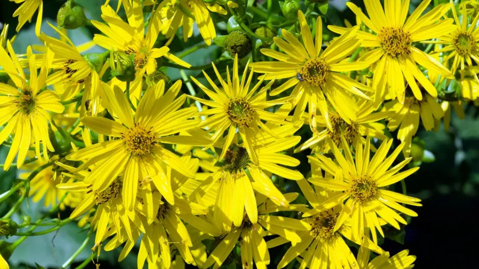 Mužák prorostlý (Silphium perfoliatum) 