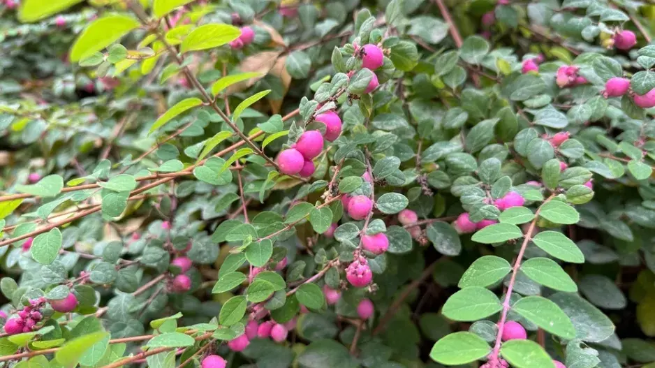 Pámelník červenoplodý (Symphoricarpos orbiculatus)