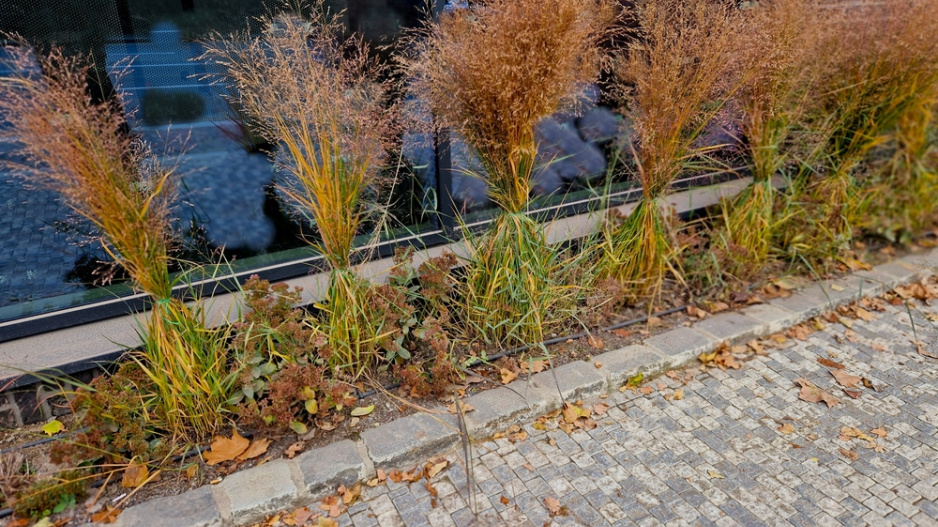 Proso prutnaté (Panicum virgatum)