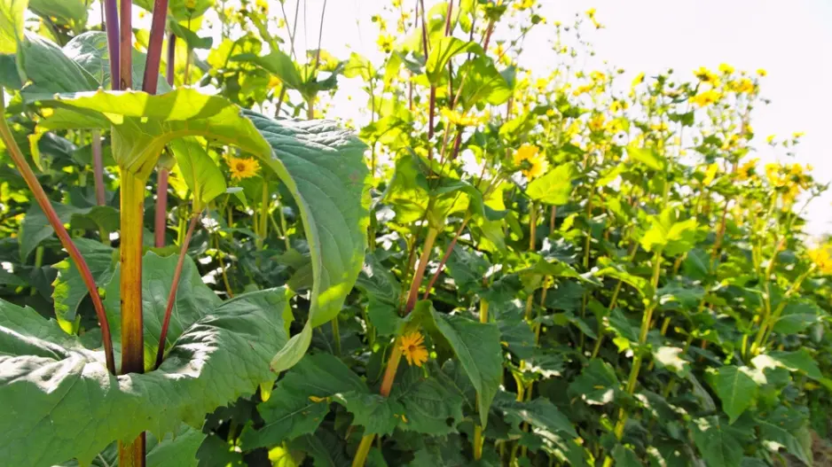Mužák prorostlý (Silphium perfoliatum) 