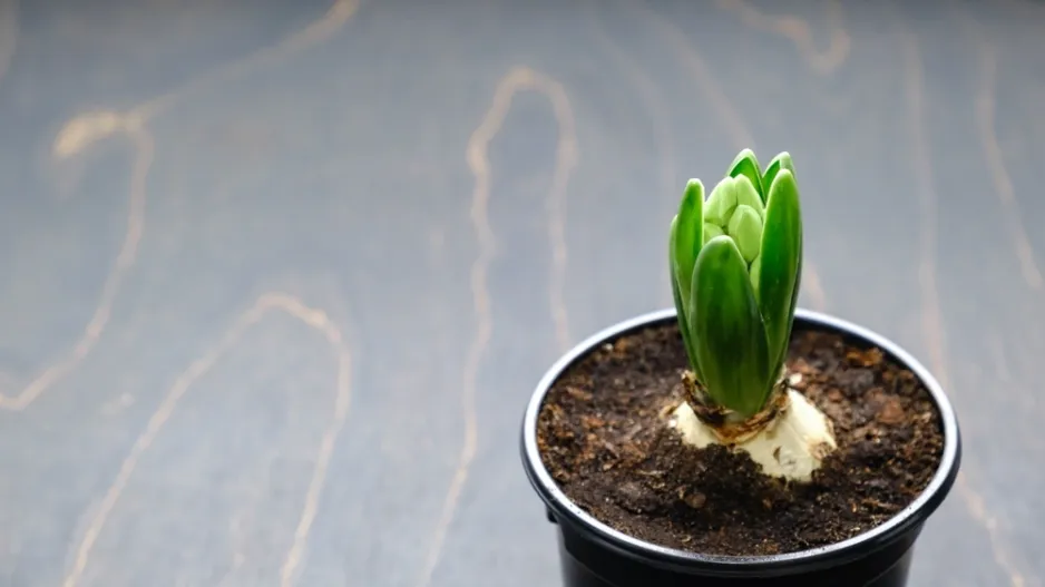 Hyacinty