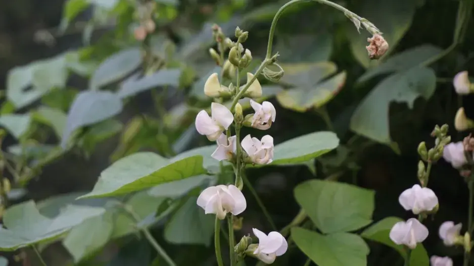 Lablab purpurový (Lablab purpureus)