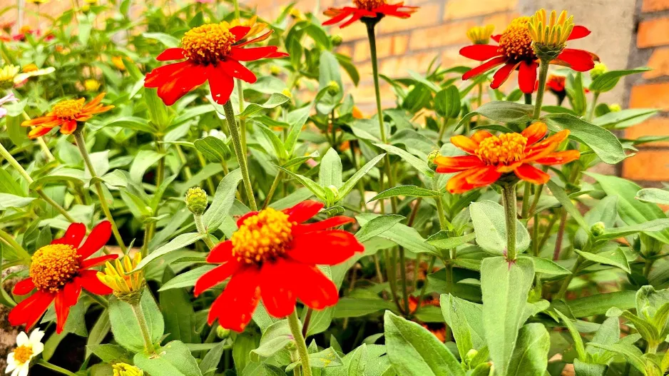 Titónie okrouhlolistá (Tithonia rotundifolia)
