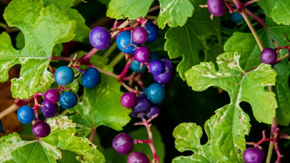 Révovník žláznatý (Ampelopsis glandulosa) 
