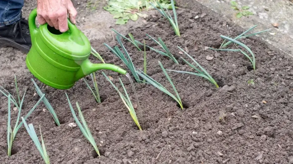 Pór po výsadbě