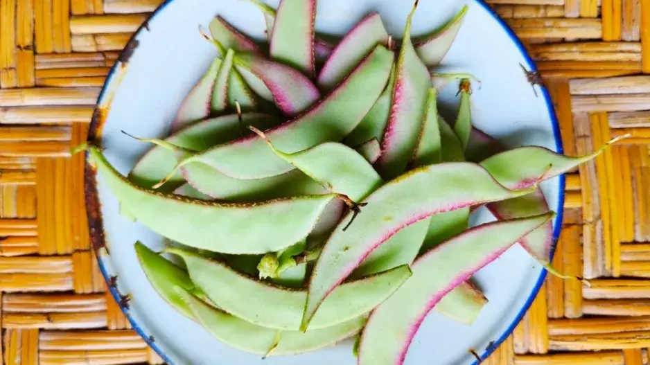 Lablab purpurový (Lablab purpureus)