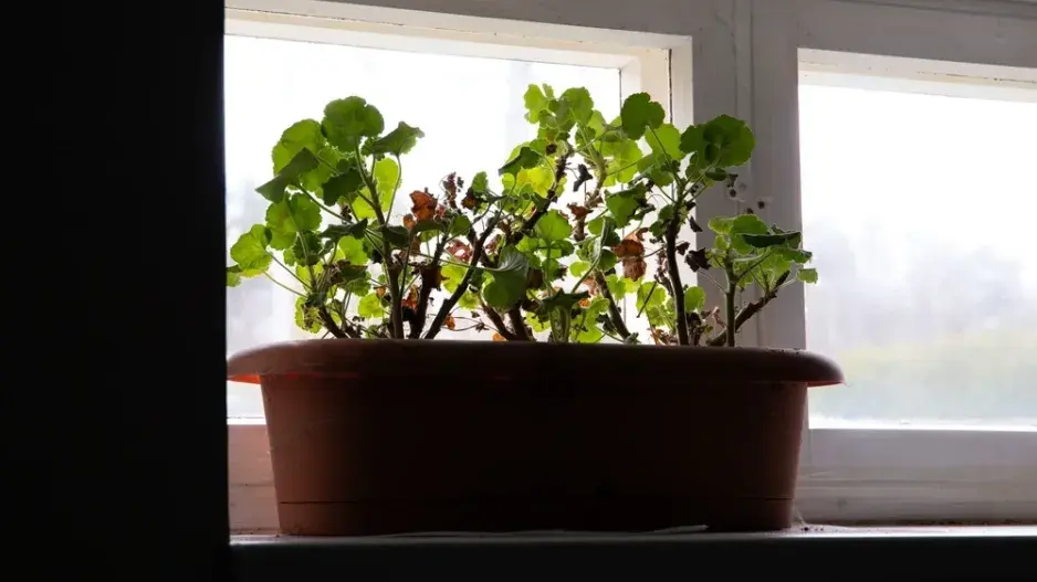 Zazimování muškátů