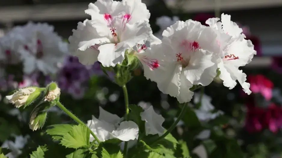 Zazimování muškátů