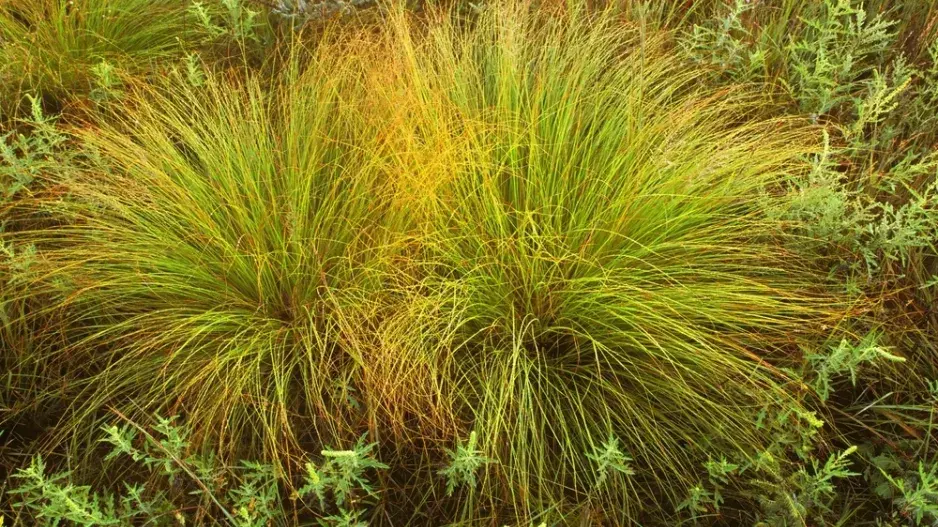 Opadavec (Sporobolus heterolepis) 