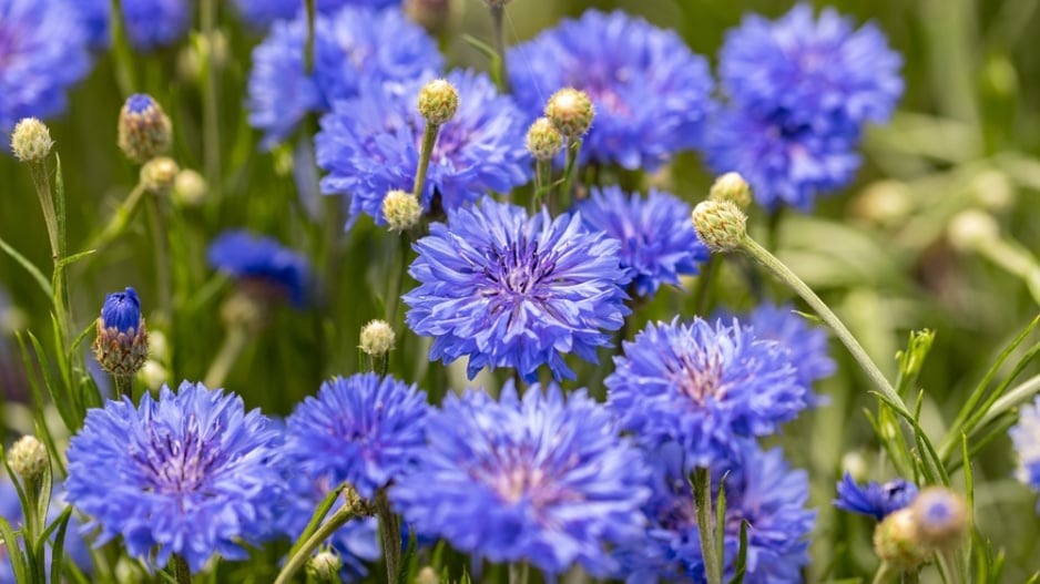 Chrpa