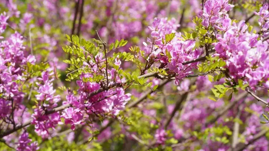 Modřil neboli indigovník