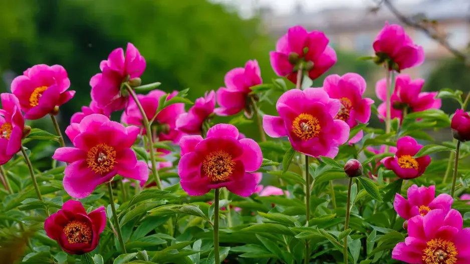 Pivoňka (Paeonia)