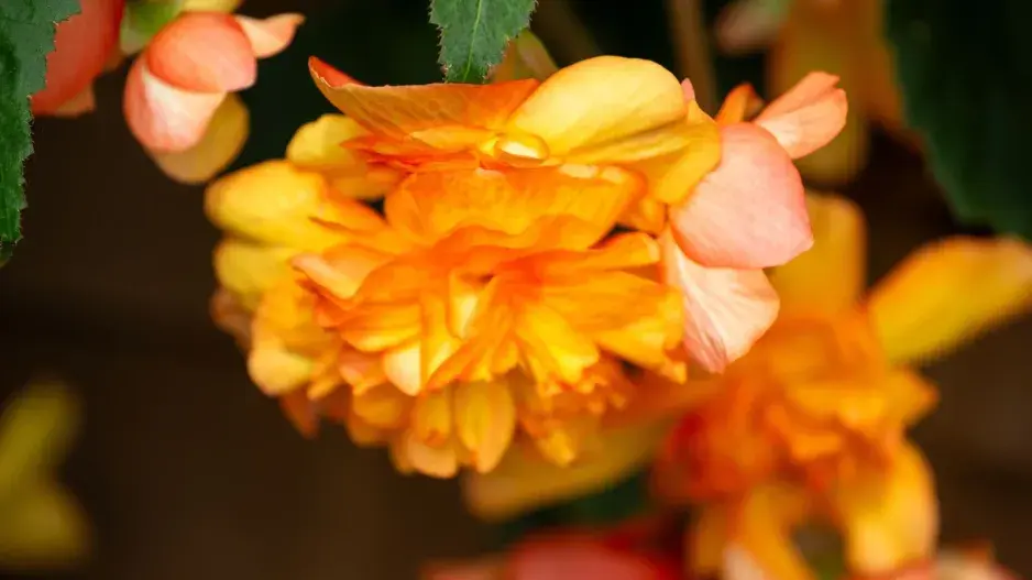 Begonia x tuberhybrida