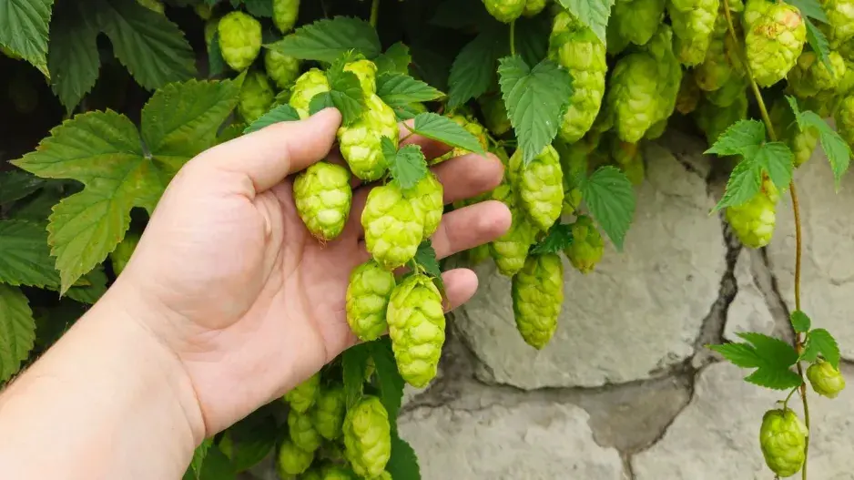 Chmel v zahradě  Chmel v zahradě