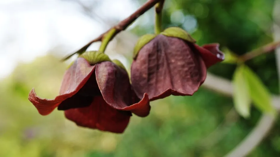 Muďoul trojlaločný (Asimina triloba) 