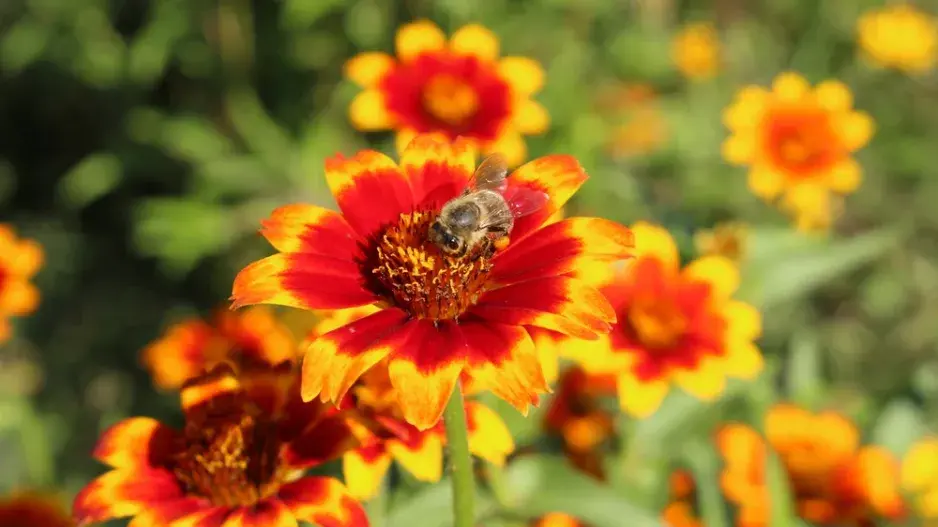 Ostálka Haageova (Zinnia haageana) 