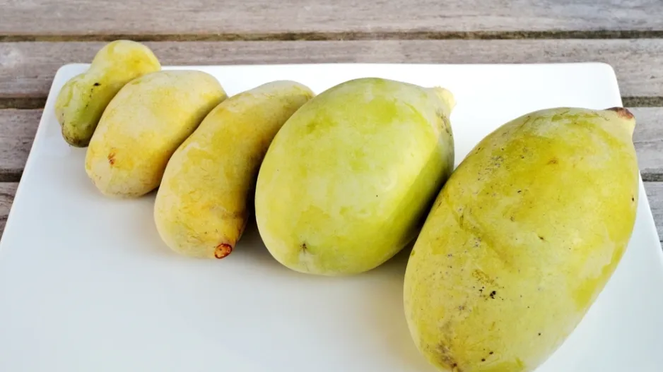 Muďoul trojlaločný (Asimina triloba) 
