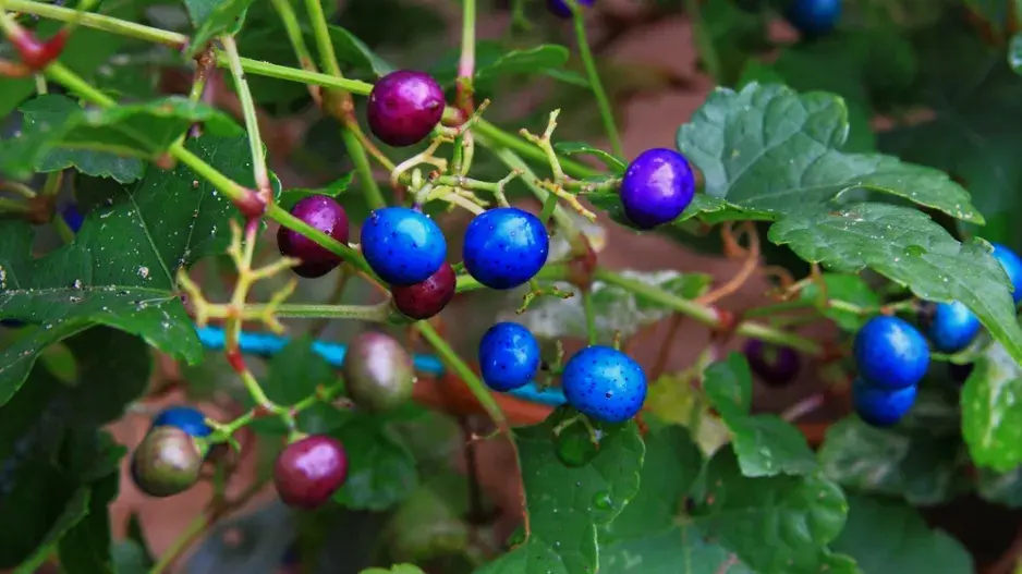 Révovník žláznatý (Ampelopsis glandulosa) 