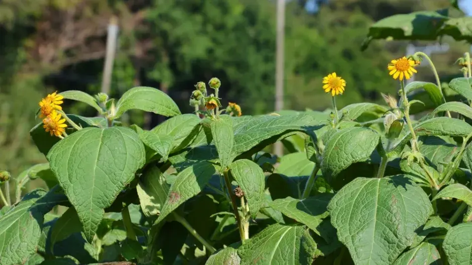 Jakon (Smallanthus sonchifolius) 