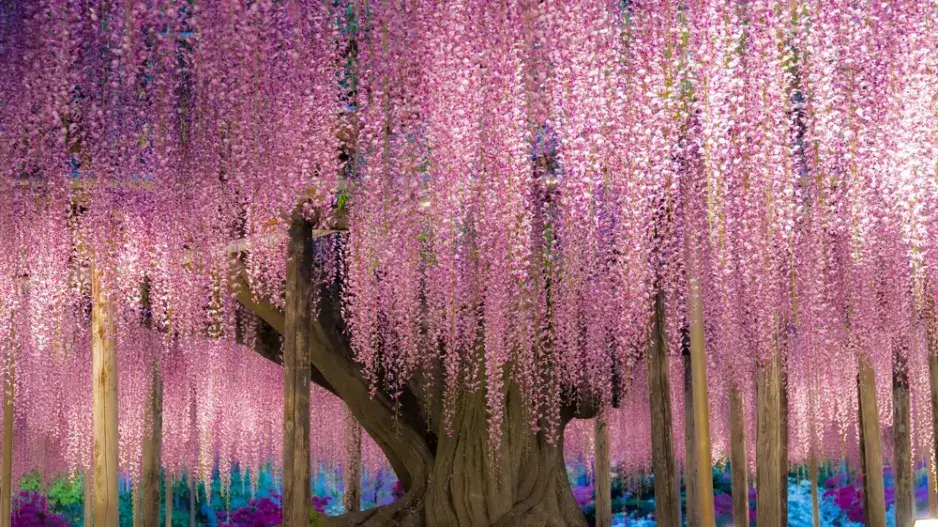 Vistárie v Japonsku Vistárie v Japonsku