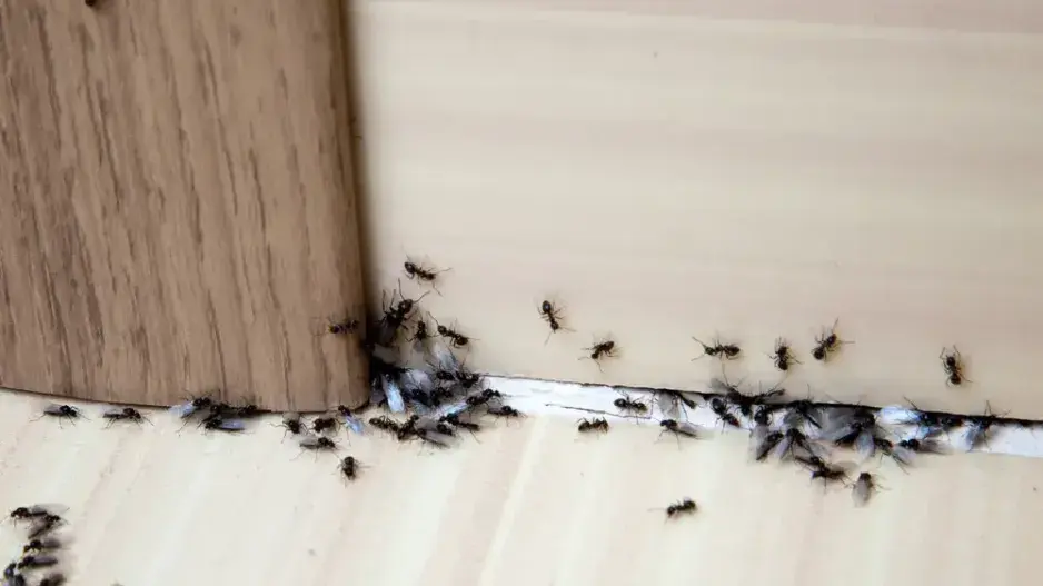Mravenci v bytě
