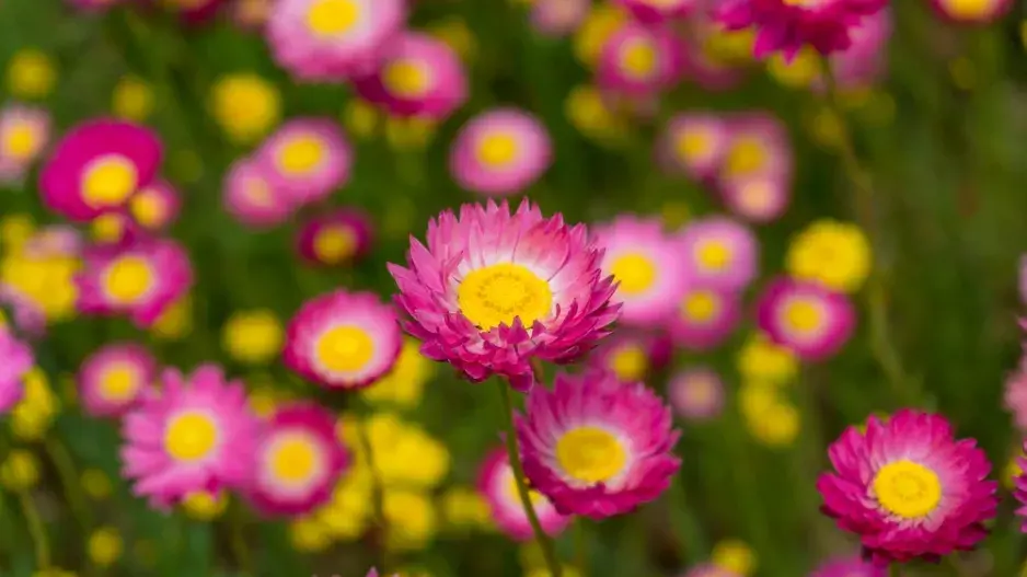 Smilek růžový, nesmrtelka (Helipterum roseum)