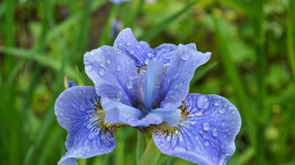 Kosatec (Iris) 