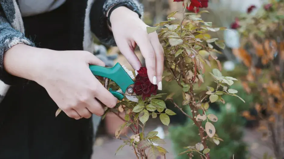 Péče o růže na podzim 