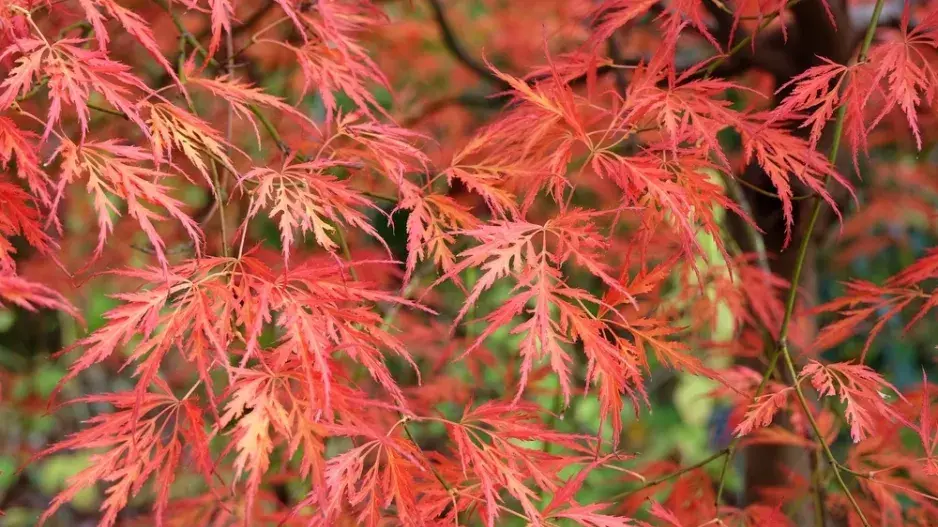Javor dlanitolistý (Acer palmatum)