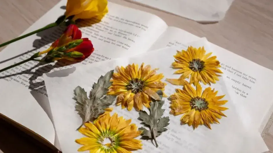 Jak založit herbář Jak založit herbář