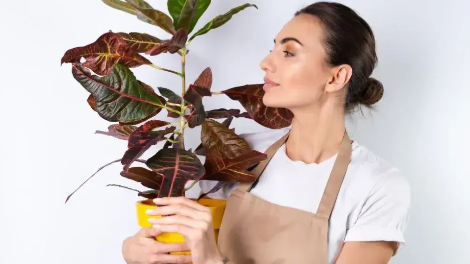 Zalévání pokojovek Zalévání pokojovek