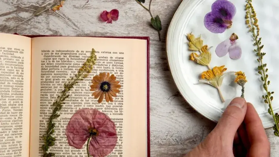 Jak založit herbář Jak založit herbář