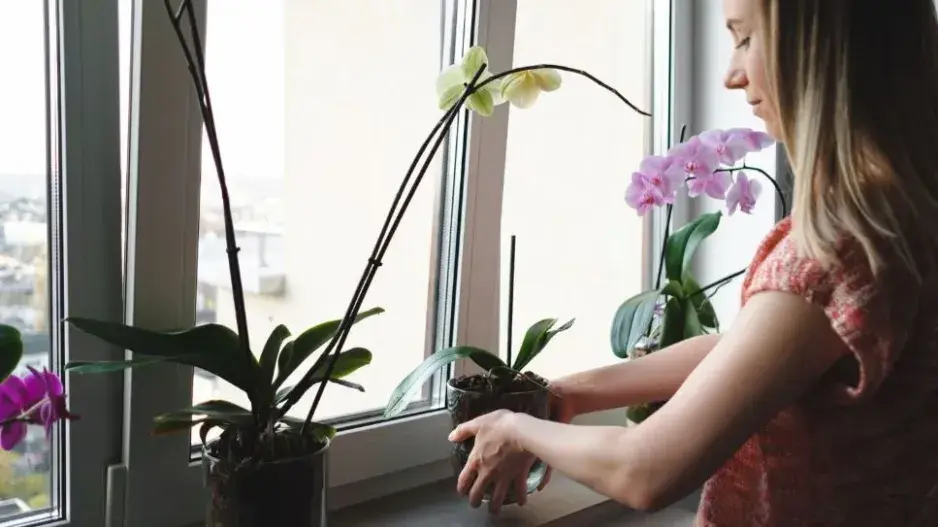 Zalévání pokojovek Zalévání pokojovek