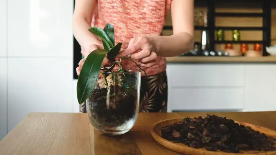 Zalévání pokojovek Zalévání pokojovek