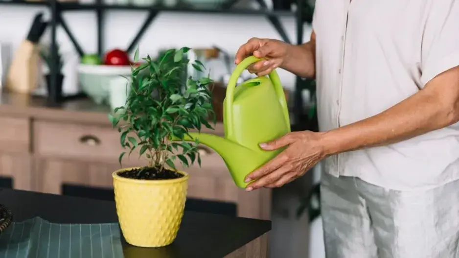 Zalévání pokojovek Zalévání pokojovek