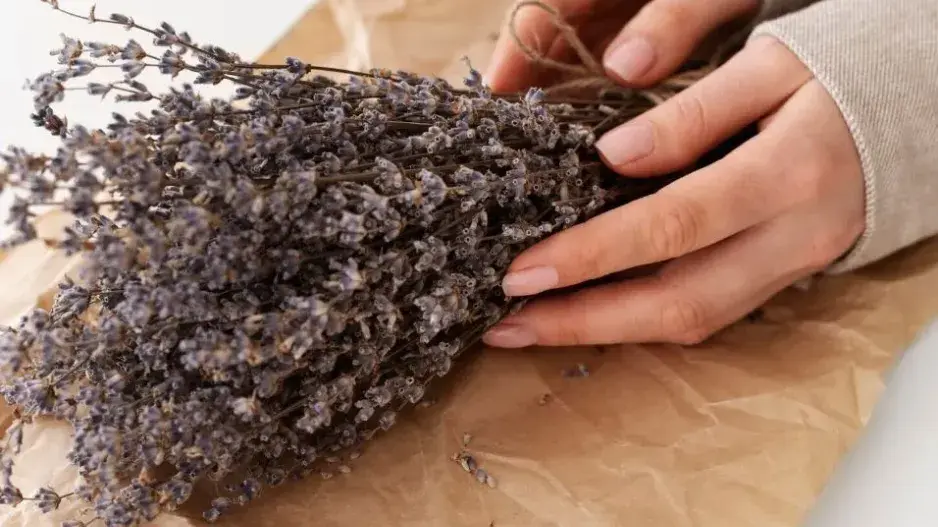 Jak založit herbář Jak založit herbář