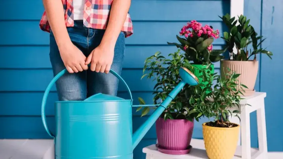 Zalévání pokojovek Zalévání pokojovek