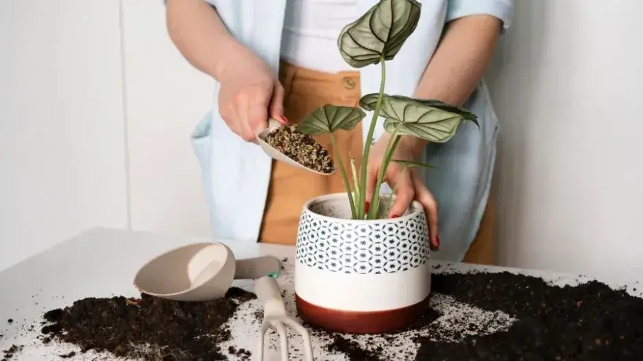 Zalévání pokojovek Zalévání pokojovek