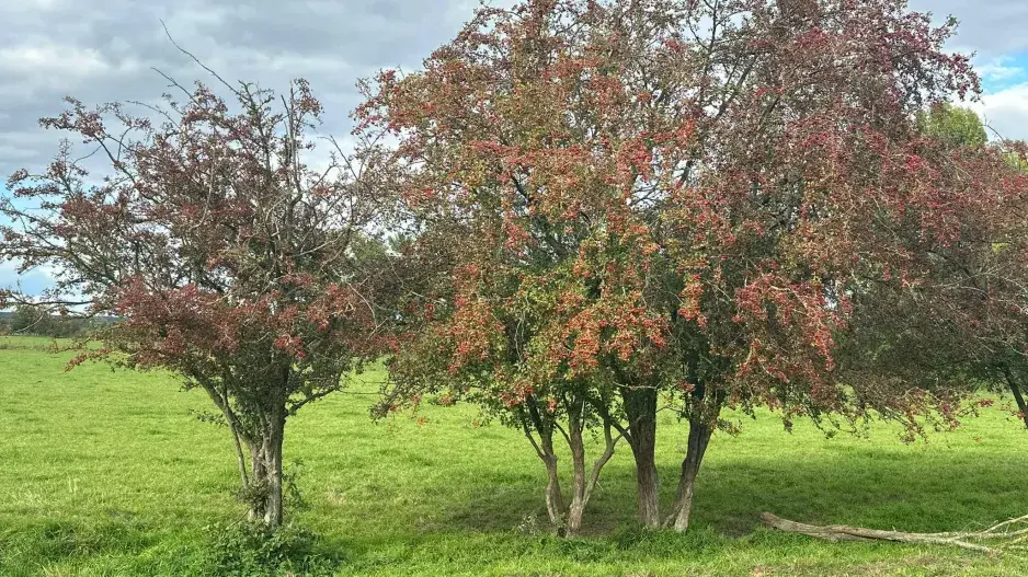 Hloh obecný (Crataegus laevigata) 