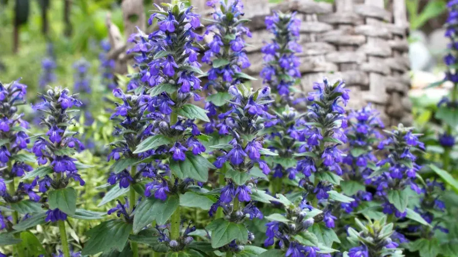 Zběhovec plazivý (Ajuga reptans)