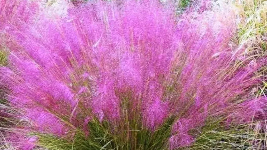 Okrasná tráva, která září jako červánky Okrasná tráva, která září jako červánky