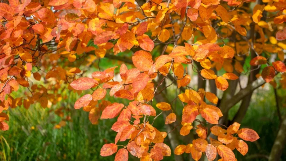 Muchovník Lamarckův (Amelanchier lamarckii)