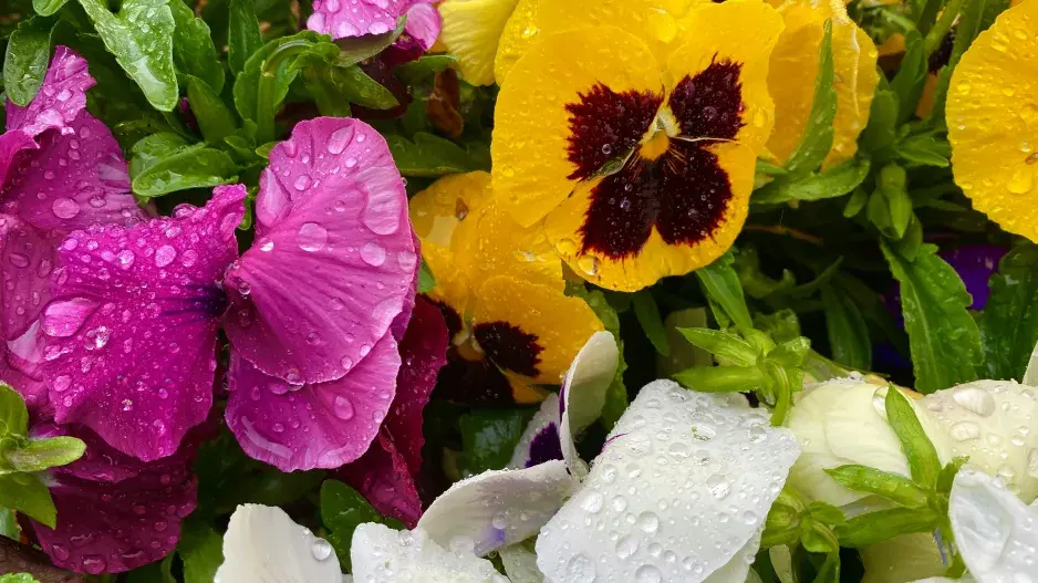 Jak založit herbář Jak založit herbář