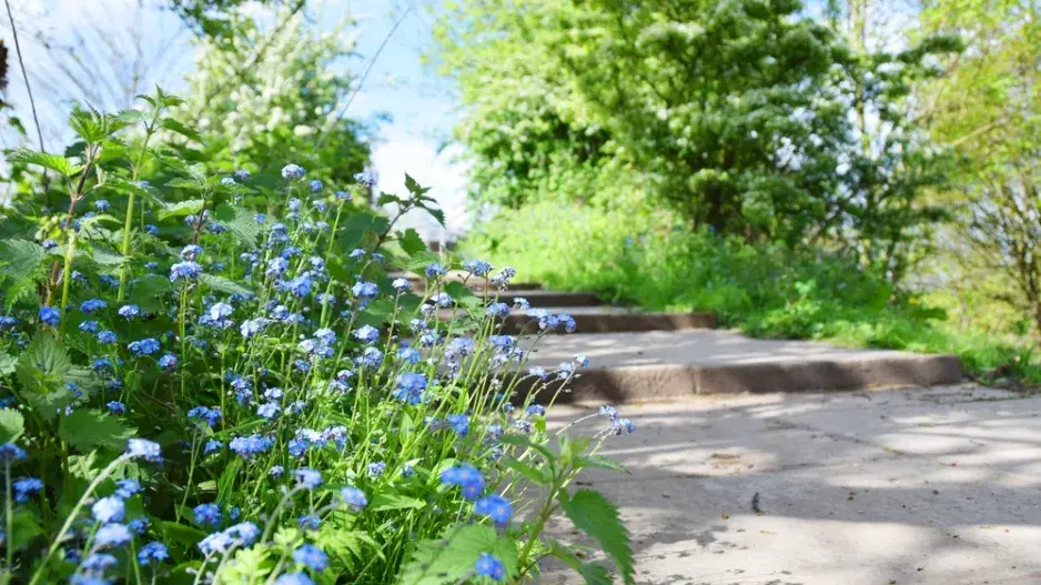 Pomněnkovec velkolistý (Brunnera macrophylla)