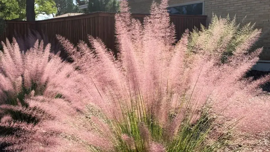 Okrasná tráva, která září jako červánky Okrasná tráva, která září jako červánky