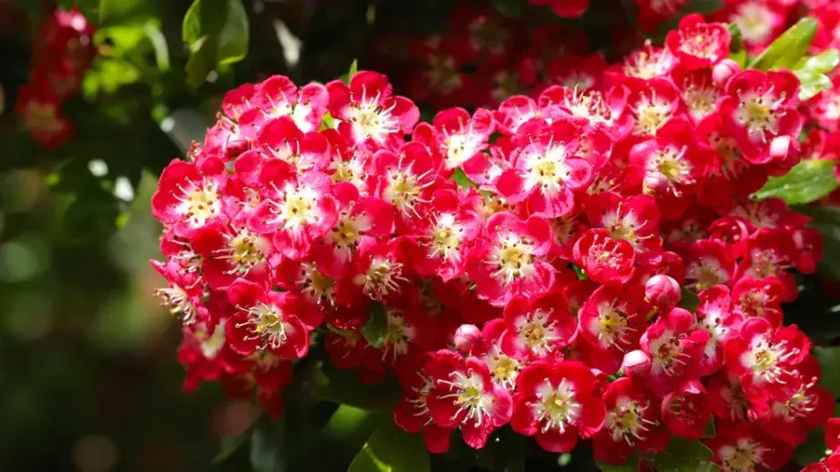 Hloh obecný (Crataegus laevigata) 