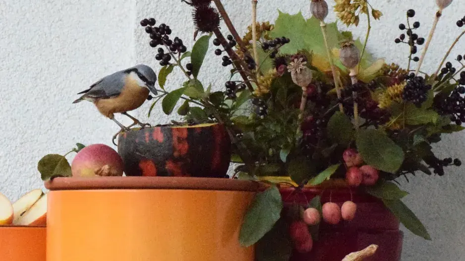 ptačí krmítko DIY